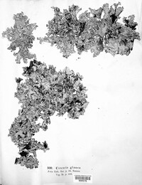 Platismatia glauca image